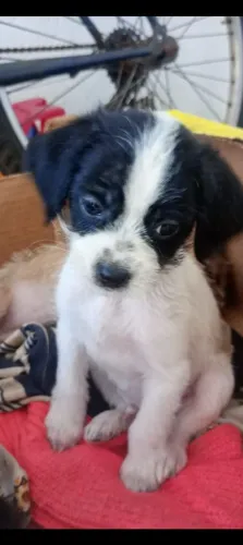 Doando cachorro filhotes