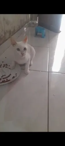 Gato