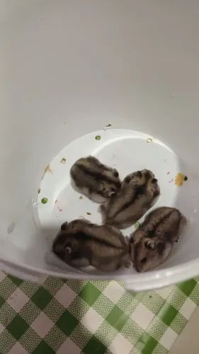 Ramister femia e macho qualquer um por 20,00