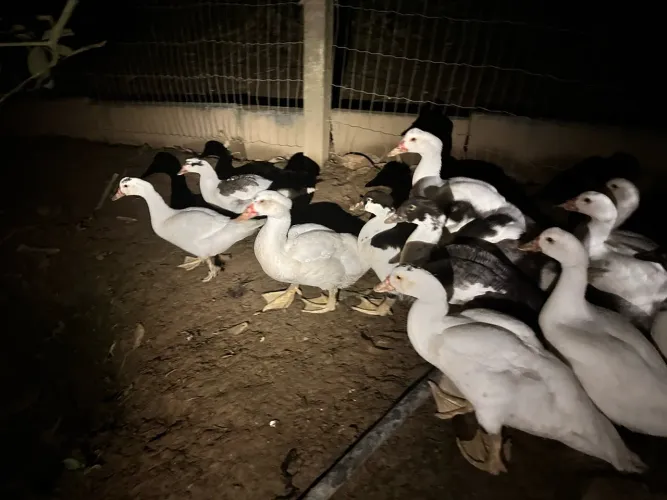 Vendo patos
