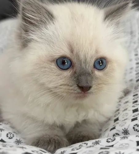 Neném Ragdoll