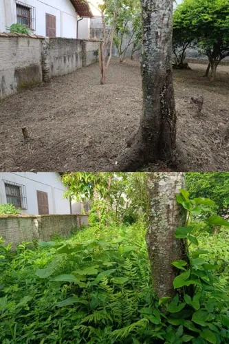 Corte de Mato e Limpeza Residencial com Destinação em Caçamba