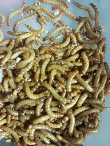 Larvas de tenebrios