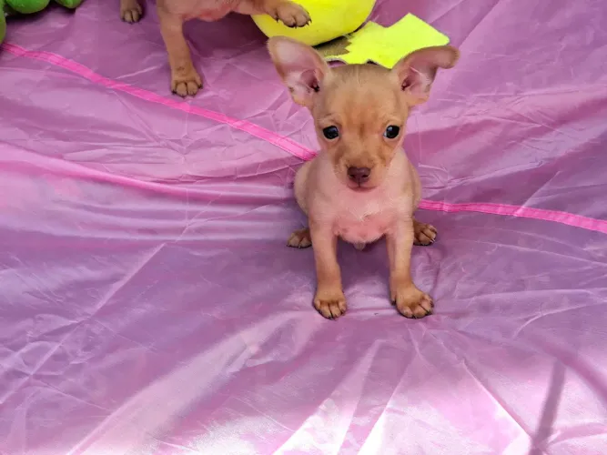 FILHOTES PINSCHER