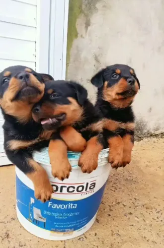 Rottweiler 