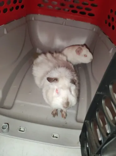 Porquinhas da índia para adoção 