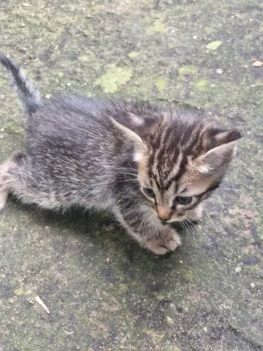 Gatinhas pra adoção