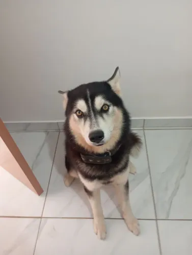 Husky siberiano adulto pra adoção