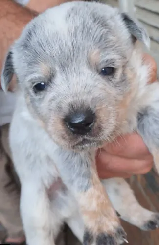 Blueheeler boiadeiro australiano