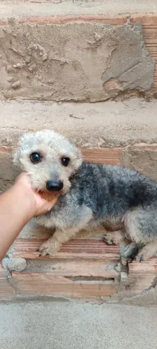 Doação de cachorro