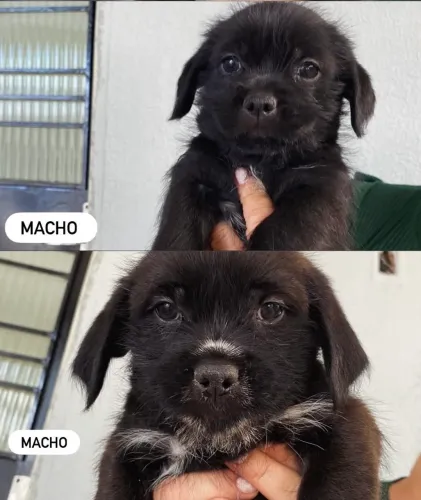 Doação de cachorros