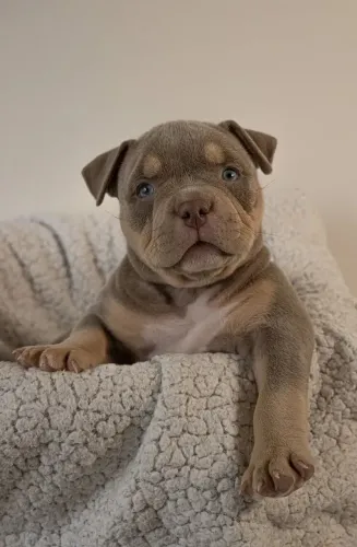American Bully - Seu Filhote Está Pronto Para Ser Acolhido