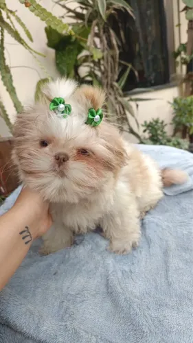 SHIH TZU 