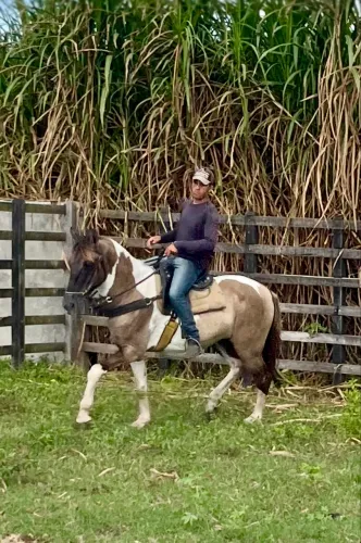 Cavalo Campolina PO Pampa de Lobuno