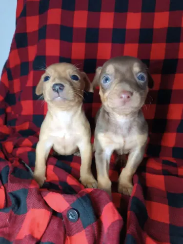 Filhote de pinscher chocolate 