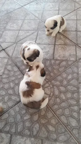 Vendo filhotes