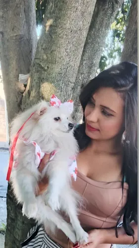 Spitz alemão anão fêmea Lulu da pomerania com 2 anos