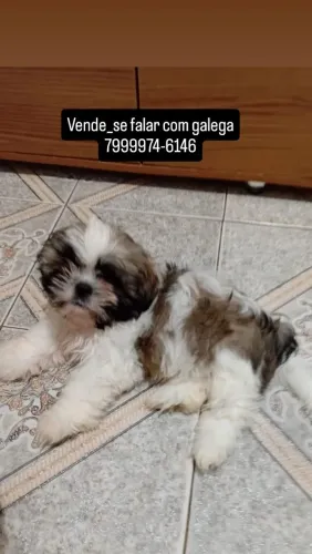 Cachorro