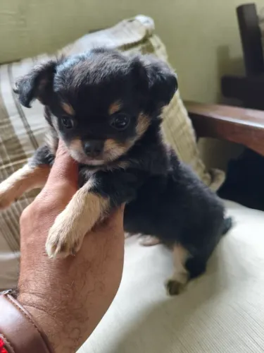 Lindos machinhos Chihuahua pêlo longo e curto disponíveis!