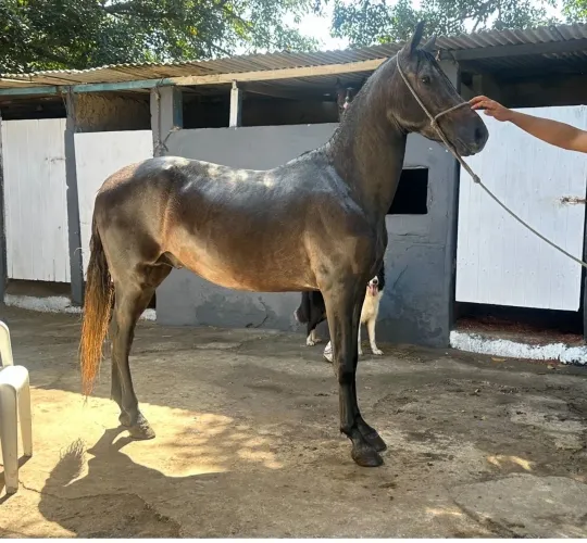 Mangalarga Marchador 