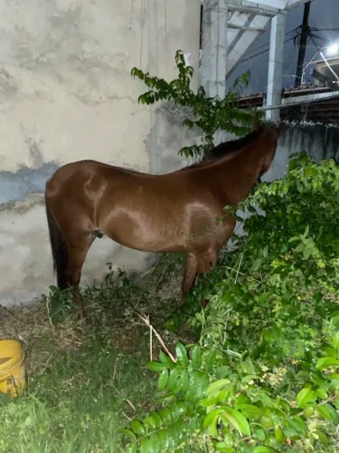 Cavalo Mangolino, marcha picada