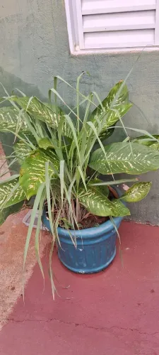 Vaso de Planta Grande com Planta + Vaso