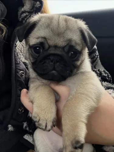 Filhote de pug abricot- leve já