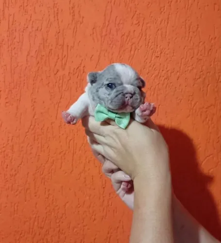 Lindo Bulldog Francês Macho 