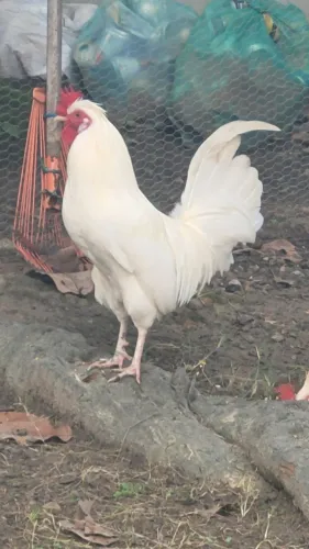 Galo garnizé