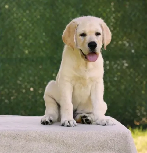 Labrador Carinho que se espalha naturalmente
