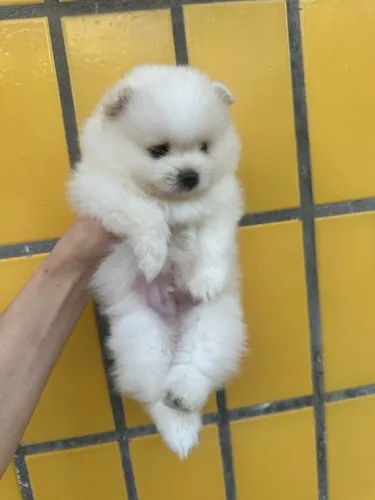 Spitz alemão (Lulu da pomerania)