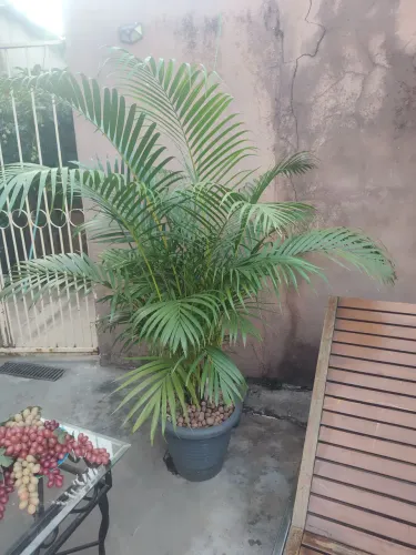 Plantas ornamentais e frutífera