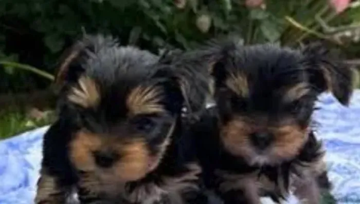 Yorkshire Mini Filhotes Padrão Terrier. 