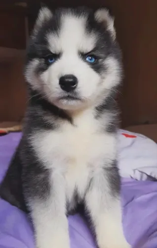 Husky Siberiano filhotes pequenos disponíveis