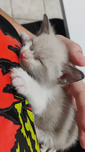 Gatinho lindo (Macho)
