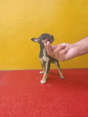 Que tal um pinscher zero pra hoje