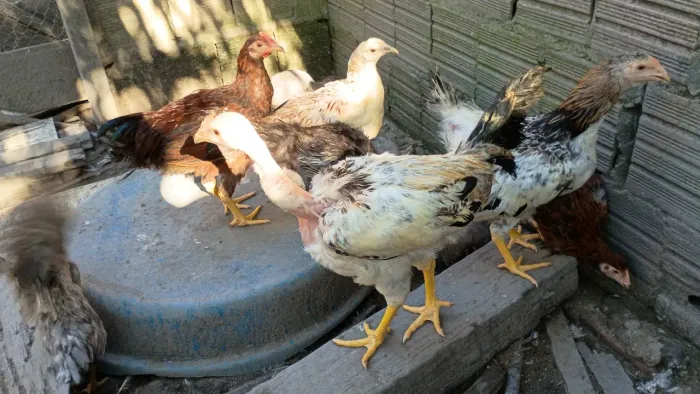 Frangos e Frangas CAIPIRAS 