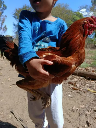 Frango Jovem Excelente reprodutor