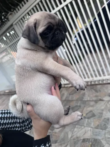 Vendo PUG