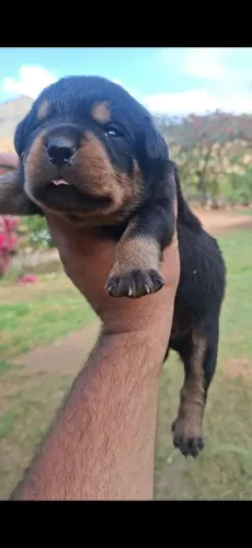 Vende se filhote de cachorro rottwailer puro