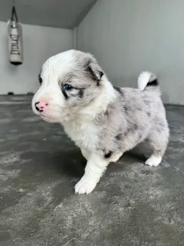 Border Collie Pedigree CBKC