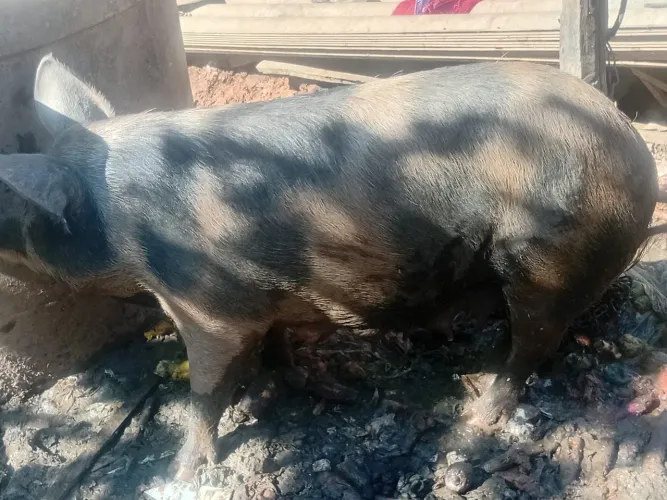 estou vendendo uma porca prenha
