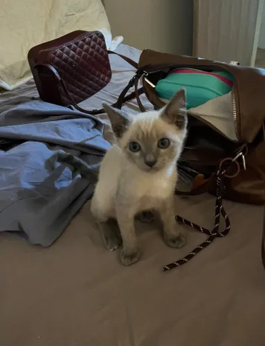 Gato para adoção