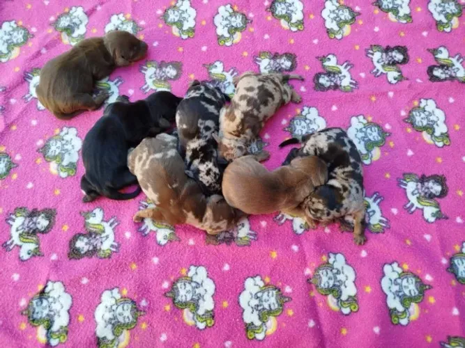 Lindos Filhotes de teckel daschund