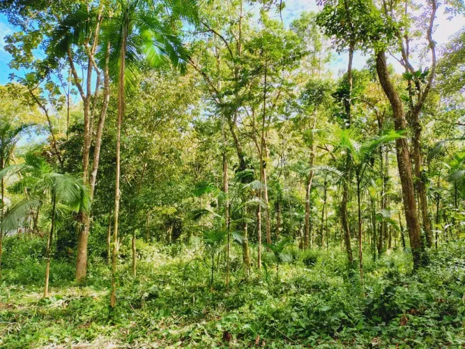 Lote/Terreno para venda tem 10000 metros quadrados em Taquaral - Ubatuba - São Paulo