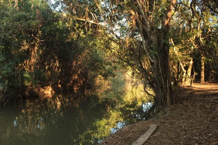 Fazenda de 629 Hectares, Toda Plana, 6 km de Rio, já foi lavoura de arroz - Flores de Goiá
