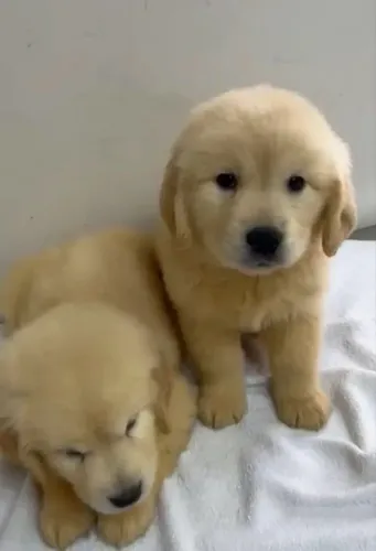 Golden Retriever Filhote para Reserva