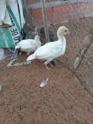 Casal de filhote de peru