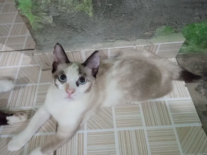 Gata pra doar
