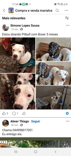 Doação de Pitbull com Boxer 